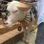 Albino Vattenbuffalo, Sulawesi, Indonesien