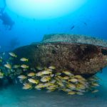 Scubadykare simmar med fiskstim runt ett vrak