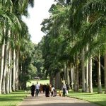 Peraderiya Botaniska Trädgård