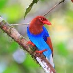 Blue magpie Urocissa Ornata av Sri Lanka
