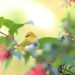 Srilankesisk White Eye Zosterops Ceylonensis