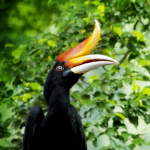 Hornbill