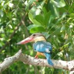Kingfisher