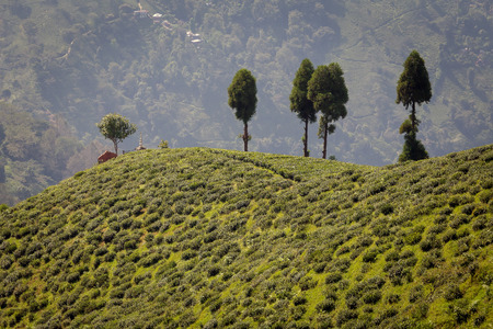 Tea plantation, Darjeeling, Indien
