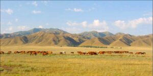 Zhambyl Oblast Horses