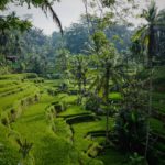 Risterrasser i Ubud