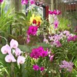 Orchidéer