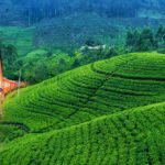 Teplantage i Sri Lanka
