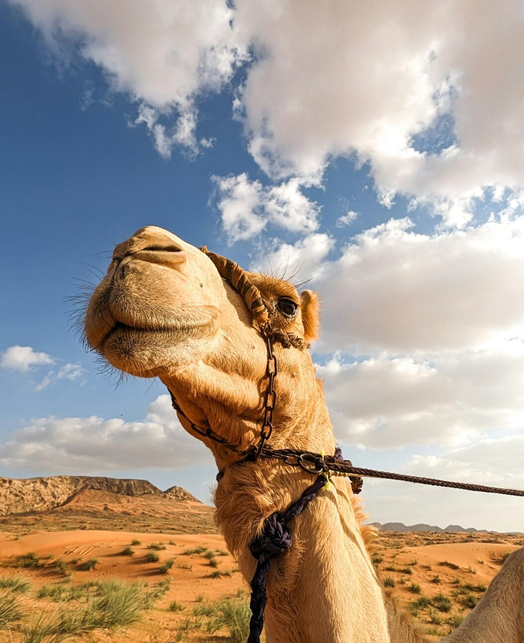 dubai desert