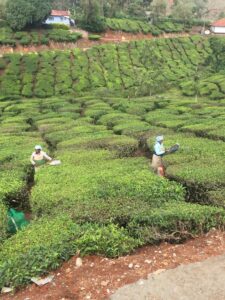 Teplockning i Kerala, Indien