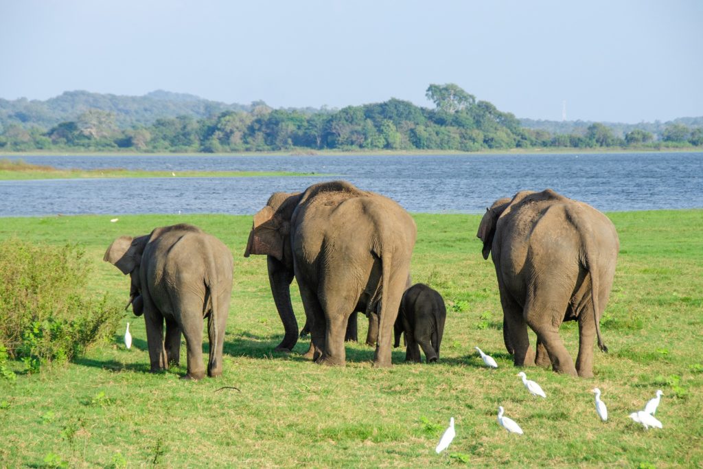 Elefanter på väg till badet