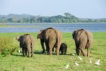 8d i Sri Lanka