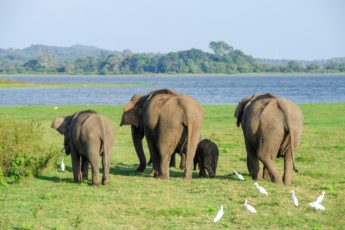 8d i Sri Lanka