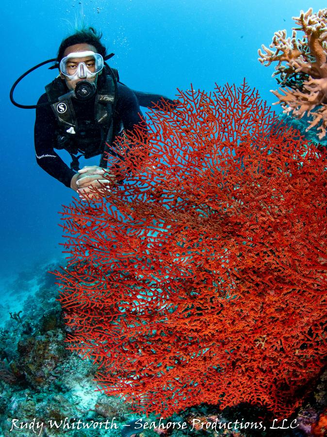 Borneo Divers, Mabul Resort Sekretesspolicy/GDPR
