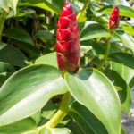 Malaysiska blommor