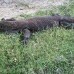Komodovaran på Komodoön, Indonesien