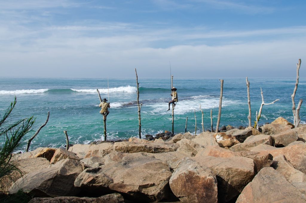 Fiskare på pålar i Sri Lanka