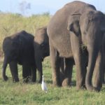Gal Oya Lodge - 10, Nationalpark, Sri Lanka