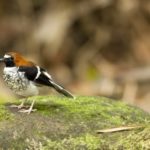 Male Chestnut Naped Forktail