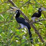 Oriental Pied Hornbill fågelskådartur på Borneo
