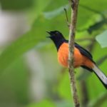 White Crowned Shama Copsychus Stricklandii, fågelskådartur på Borneo