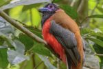 Sri Lanka, Fågelskådarens paradis