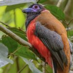 Malabar Trogon en av srilankas endemiska fågelarter