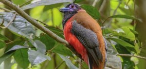 Malabar Trogon en av srilankas endemiska fågelarter