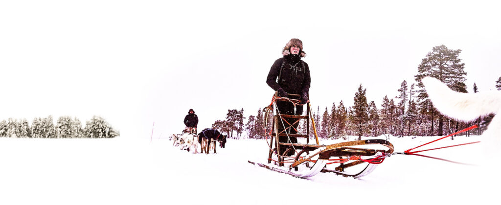 Dogsleigh in Lapland