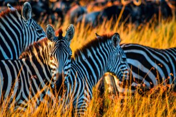 Amboseli-Tsavo Safari
