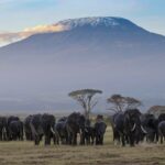 Amboseli