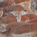 Impala Antilop