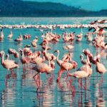 Rosa Flamingo