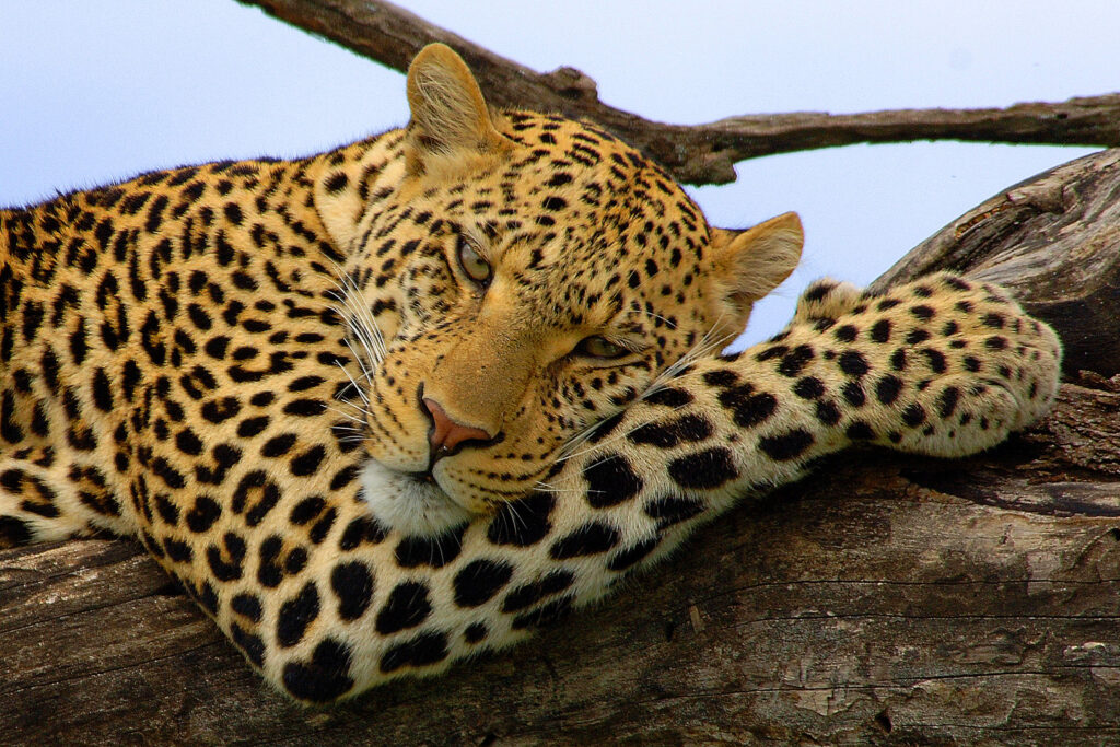 tanzania