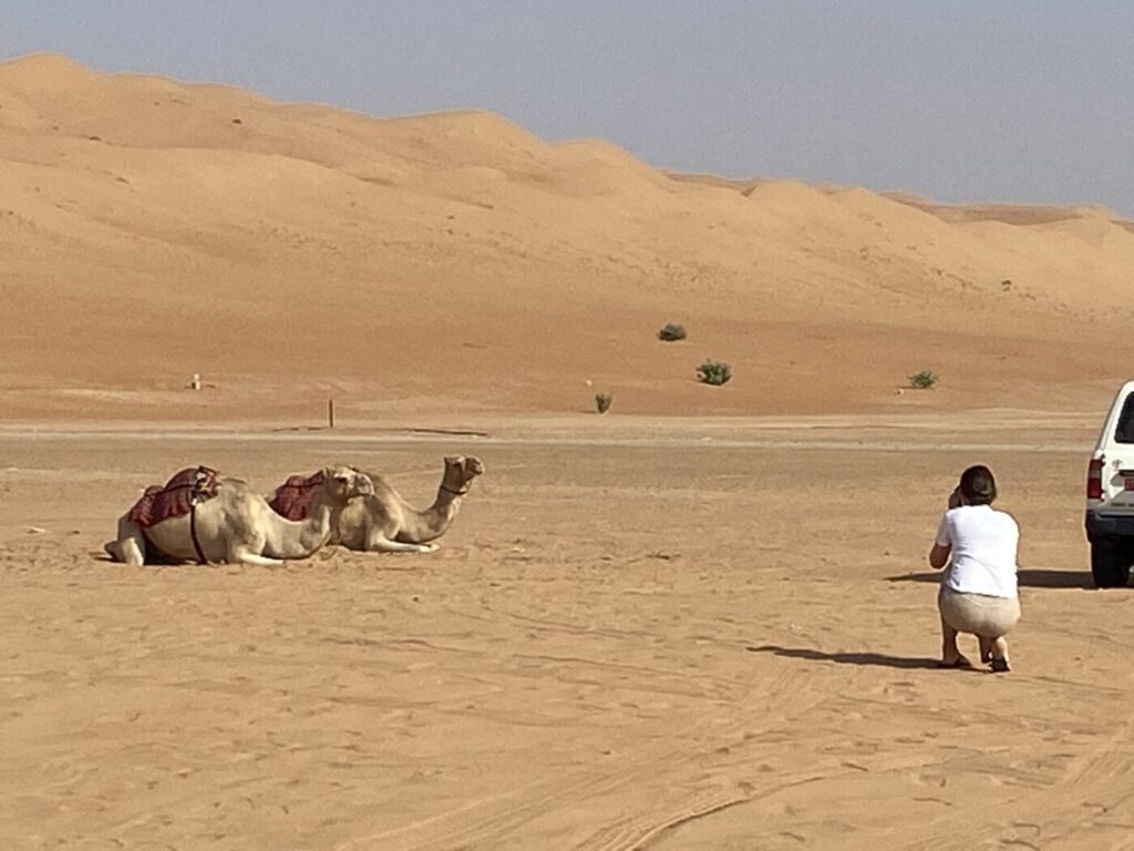 kameler är en del av andan av oman