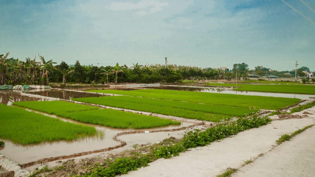 Risfält i Uthai Thani