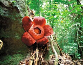 Klassiska Borneo: En exklusiv resa till regnskogens hjärta