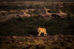 Orient Tours Untold Beauty: Mahali Mzuri – En Lyxig Oas på Kenyas Savann