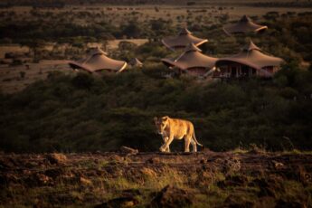Orient Tours Untold Beauty: Mahali Mzuri – En Lyxig Oas på Kenyas Savann