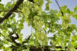 Seamless Logistics, Authentic Experiences: Exploring Andalusia with Orient Tours